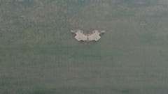 Mesoleuca albicillata