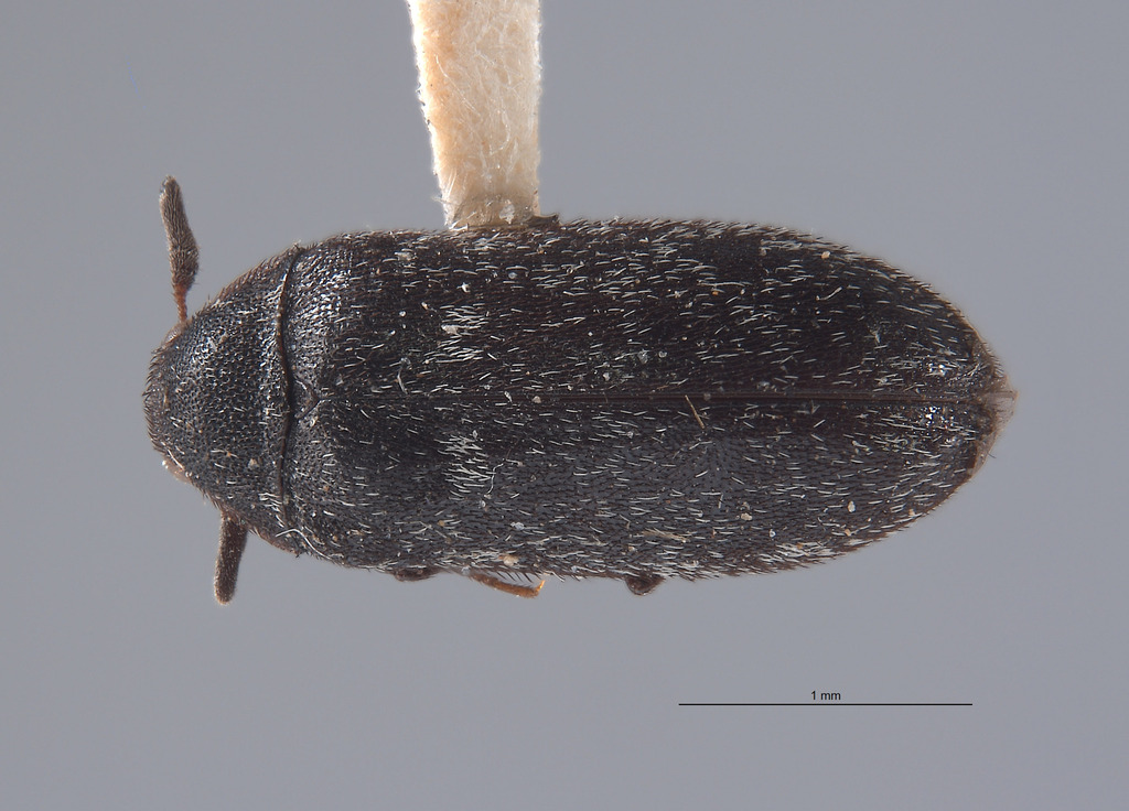 Pubescent Carpet Beetle
