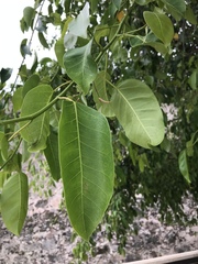 Ficus citrifolia