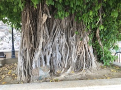 Ficus citrifolia