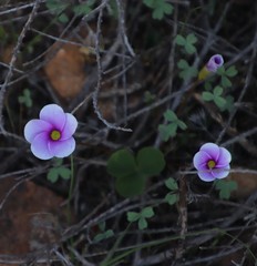 Oxalis eckloniana