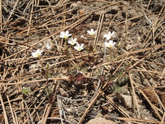 Leptosiphon breviculus