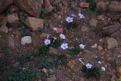 Oxalis eckloniana