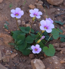 Oxalis eckloniana