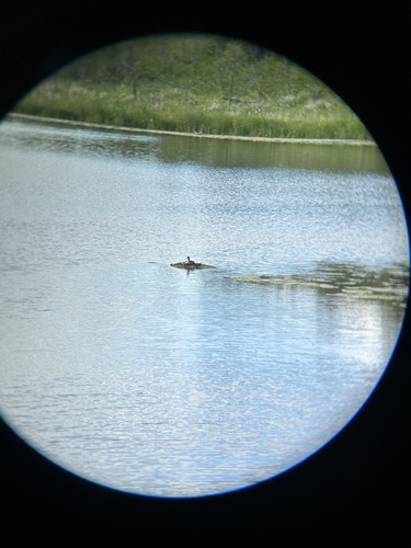 Red-necked Grebe