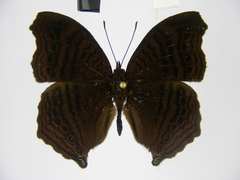 Junonia gregorii