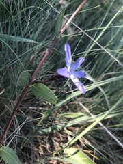 Vinca herbacea