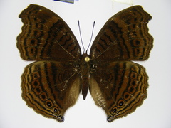 Junonia gregorii