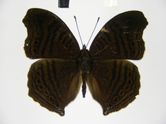 Junonia gregorii
