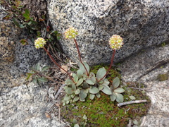 Micranthes aprica