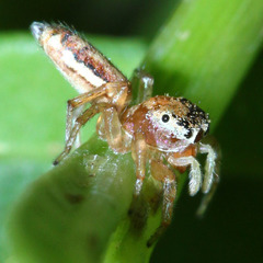 Cosmophasis lami