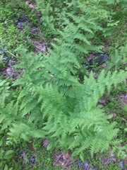 Dennstaedtia punctilobula