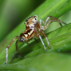 Cosmophasis lami