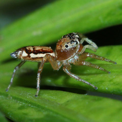 Cosmophasis lami
