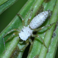 Cosmophasis lami