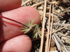 Leptosiphon breviculus