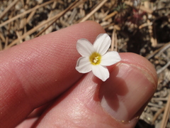 Leptosiphon breviculus