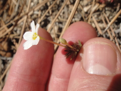 Leptosiphon breviculus