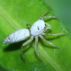 Cosmophasis lami