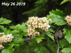 Crataegus pinnatifida