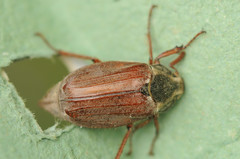 Melolontha melolontha