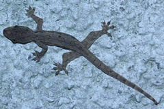 Hemidactylus platyurus