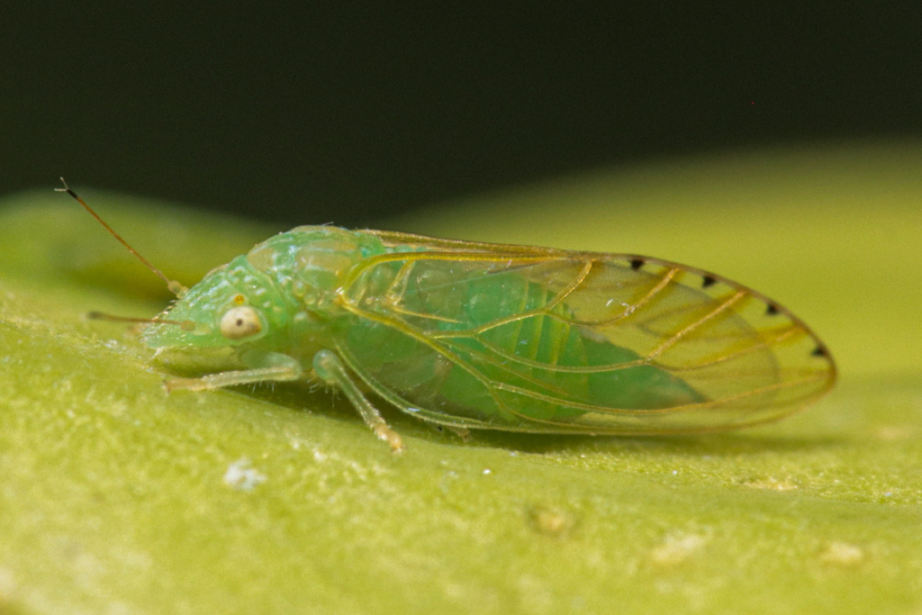 Spanioneura fonscolombii
