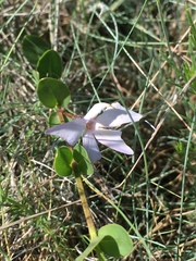 Vinca herbacea