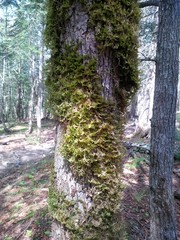 Neckera pennata image