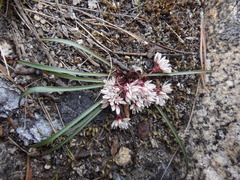 Allium obtusum obtusum