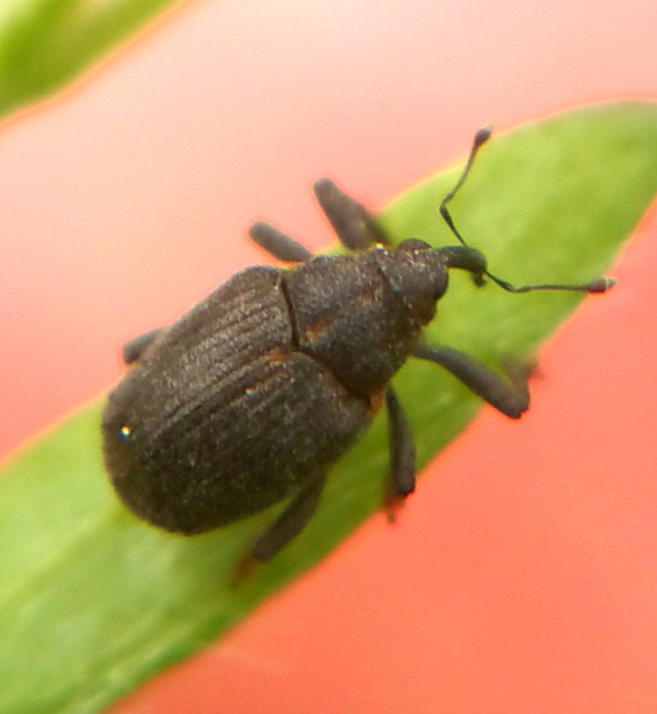 Ceutorhynchus picitarsis