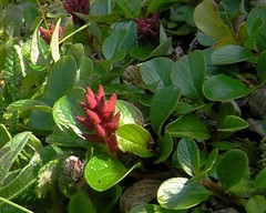 Salix erythrocarpa