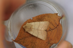 Charanyca trigrammica