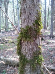 Neckera pennata image