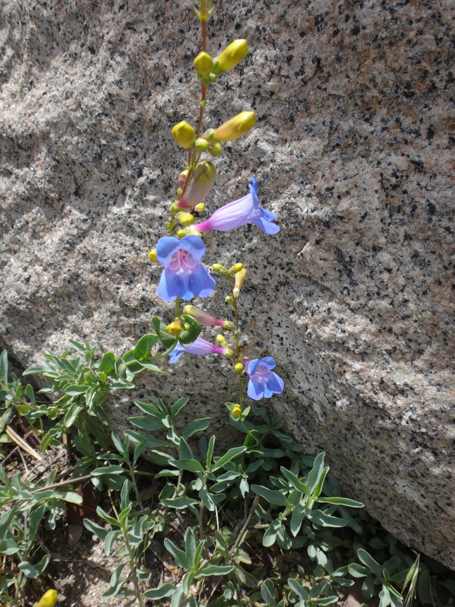 Penstemon azureus var. azureus