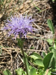 Globularia trichosantha