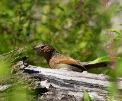 Trochalopteron lineatum