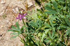 Lupinus hispanicus