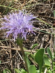 Globularia trichosantha
