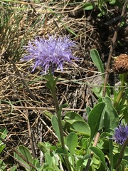 Globularia trichosantha