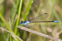 Argia alberta