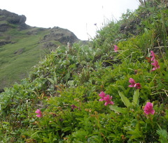 Rhododendron camtschaticum