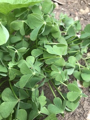 Oxalis articulata
