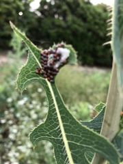 Hippodamia convergens