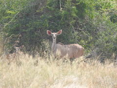 Tragelaphus strepsiceros