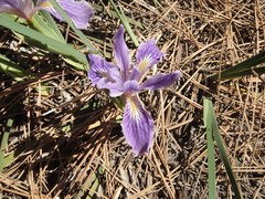 Iris hartwegii australis