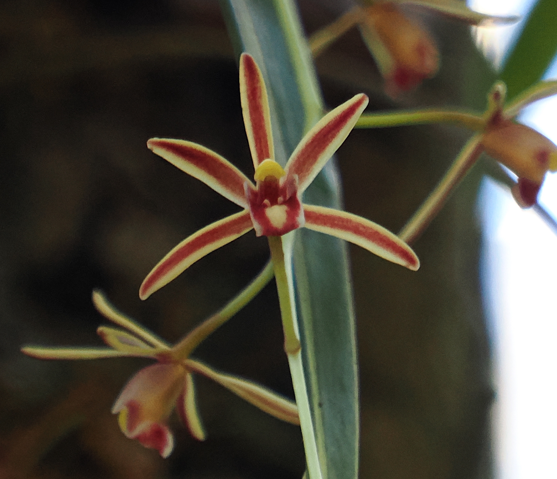 Two-Colored Cymbidium (Cymbidium bicolor)