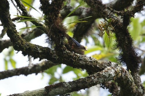 Velvet-fronted Nuthatch (Sitta frontalis), photo 5