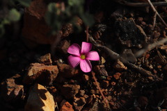 Oxalis eckloniana