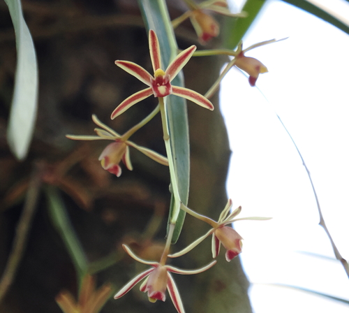Cymbidium crassifolium, photograph 2
